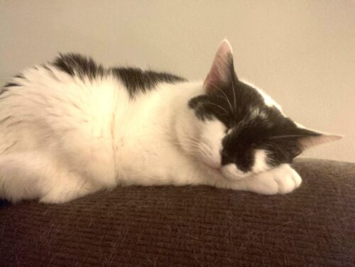 SPR Cat 1