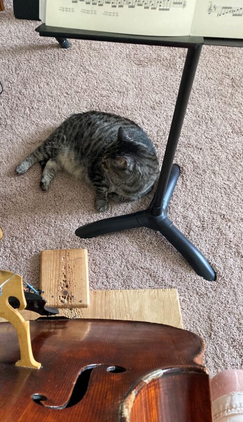 SPR Cat 2